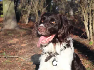 Salg af Konrad - En fantastisk familiehund og jagt