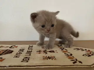 British shorthair hun killing sælges