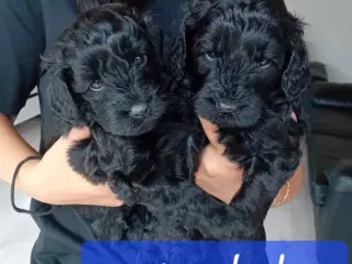 Cavapoo f1b 