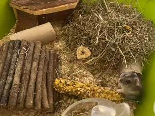 Dværg Hamster med alt udstyr