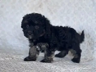 Maltipoo Puddel Maltese
