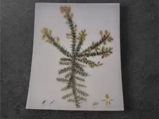 Botanisk mini-tryk: Botanical Study i fine detalje