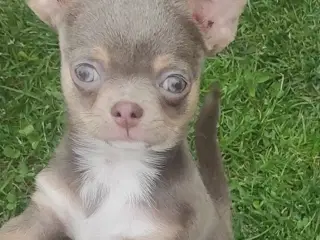 Chihuahua hvalpe 