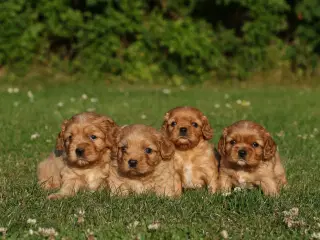 cavalier king charles spaniel