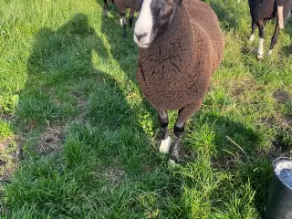 Zwartbles vædderlam til salg 