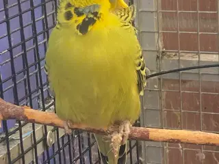 Flot engelsk undulat - split tcb