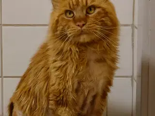 Maine Coon sælges 