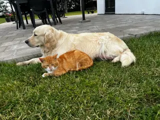 Golden Retriever