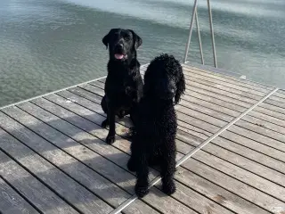 Goldendoodle hvalp 8 mdr.