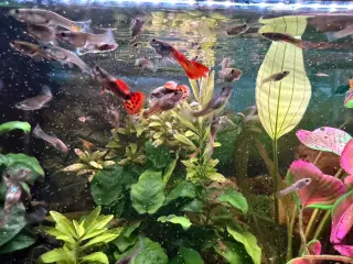 Guppyer