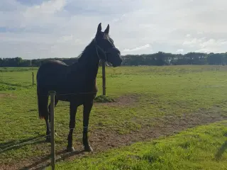 Super smuk hoppeplag