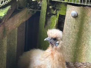 Børnevenlig silkehøne sælges