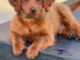 Cavapoo færdig vaccineret med pas  klar til sommer