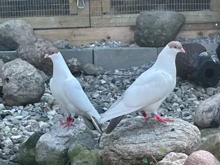 Flotte kalotter duer sælges