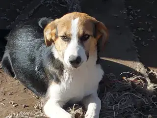 Smukke Lucca