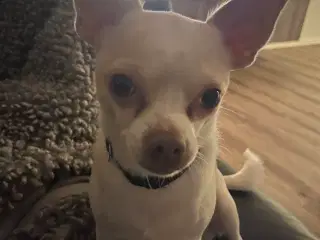 Chihuahua