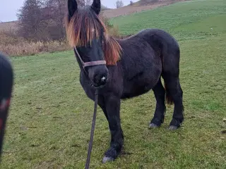 1 årig Jyskhest hingst sælges