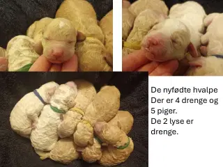 Springerdoodle hvalpe