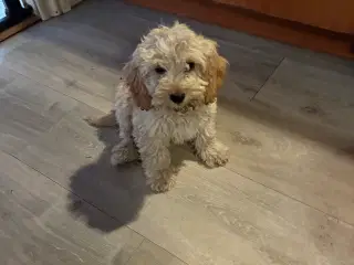 Cockerpoo hvalpe 8 uger