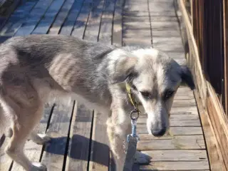 Sød hund søger ny chance 