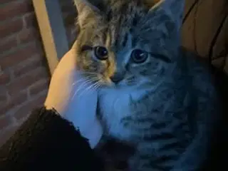 Søde kattekillinger