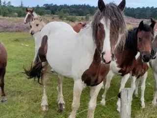 Tinker krydsnings hingst, 4 år, ca. 145 i stang