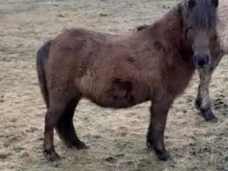 Børnevenlig pony 7 år, ca 105 cm i stang