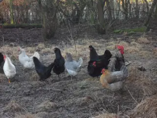 Rugeæg i farver