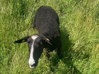 5 zwartbles får til sælge