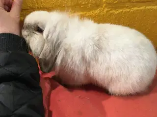 Olliver på 6 mdr søger et kærligt hjem