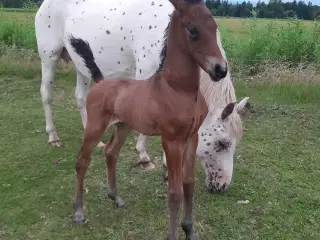 Spring betonet føl