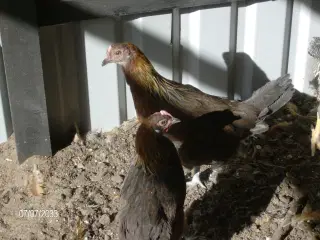 Høns dansk landrace