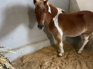 Blanding pony