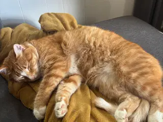 Hankat Orange