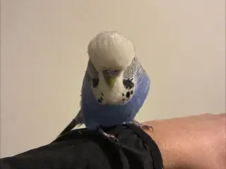 Engelsk undulat købes