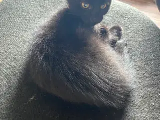Dejlig Ragdoll norsk skovkat søger nyt hjem 