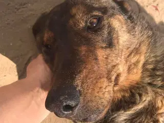 Smukke Simba søger hjem 