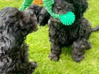Cavapoo-hvalpe 4 tilbage