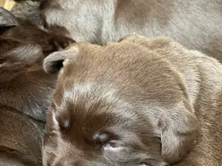 Brune labrador hvalpe