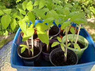 Tomatplanter 7 forskellige sorter