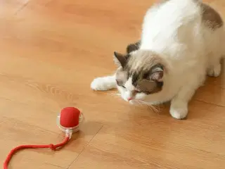 Aktiv legebold til kat.
