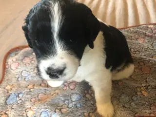Unikke blandings hundehvalpe
