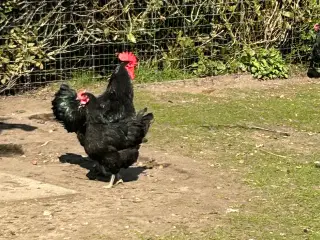 Jersey kæmpe høns