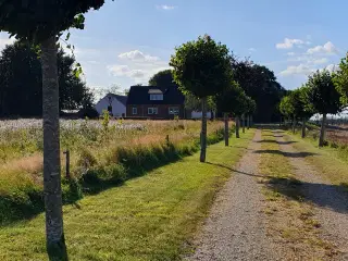 Landejendom I 8620 Kjellerup området