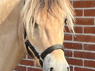 Fjordhest- stor vallak 2 år