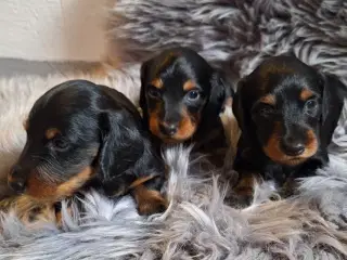 Langhåret Gravhunde Blandinger
