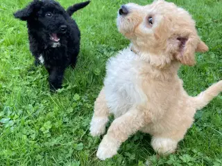 Goldendoodle Mellem Rejseklar