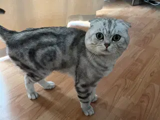 British shorthair - Kat