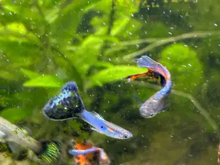 🐠 Guppyer  – voksne i flotte farver | Afhentning 