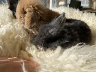 Mini Lop kaninunger sælges